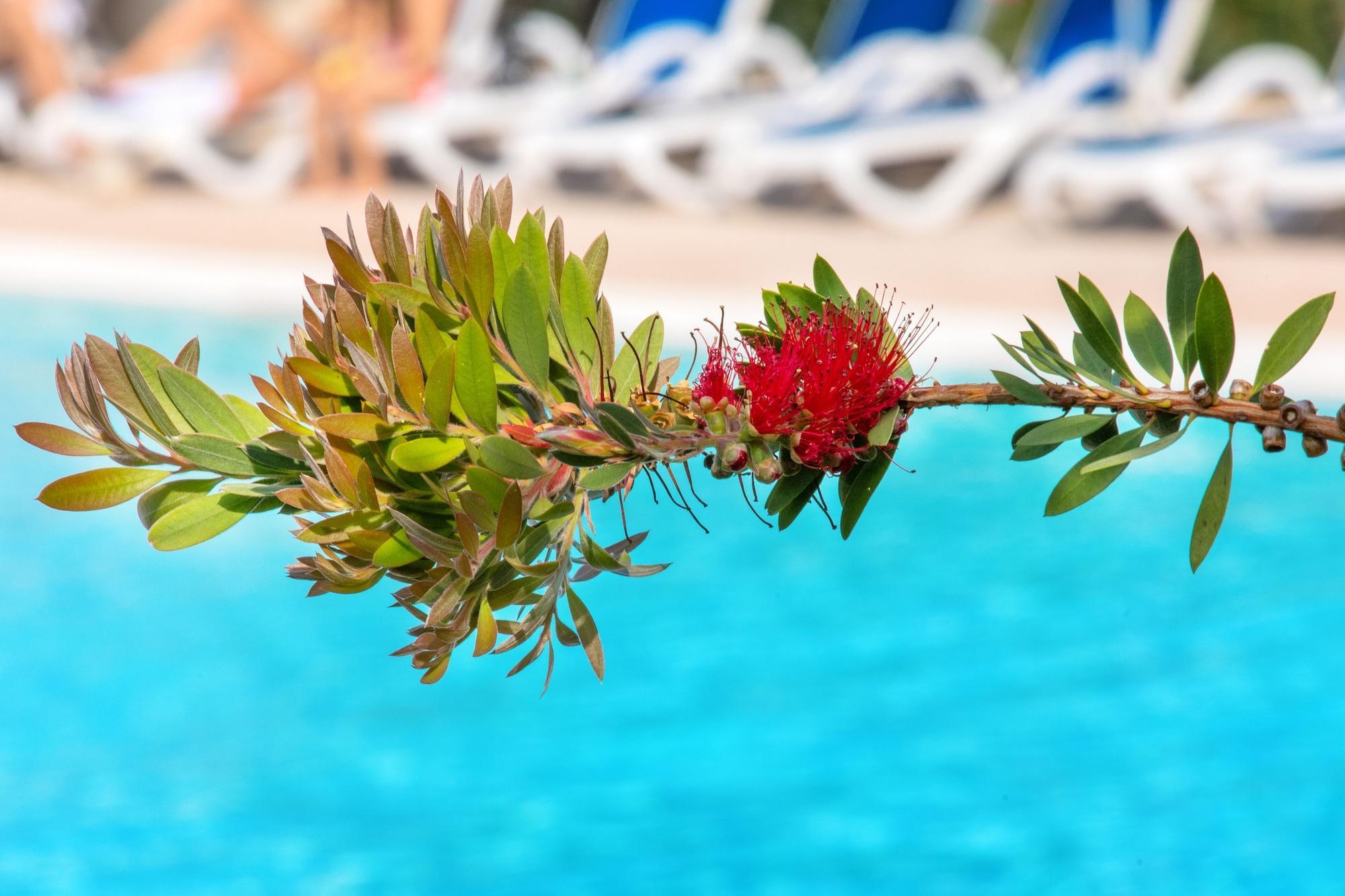 Sowell Family Riviera Otel Saint-Raphaël Dış mekan fotoğraf